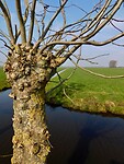 Alblasserwaard....