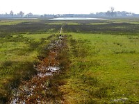 De Vogelplas....