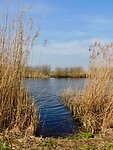 Rietkragen....langs de Boezem.