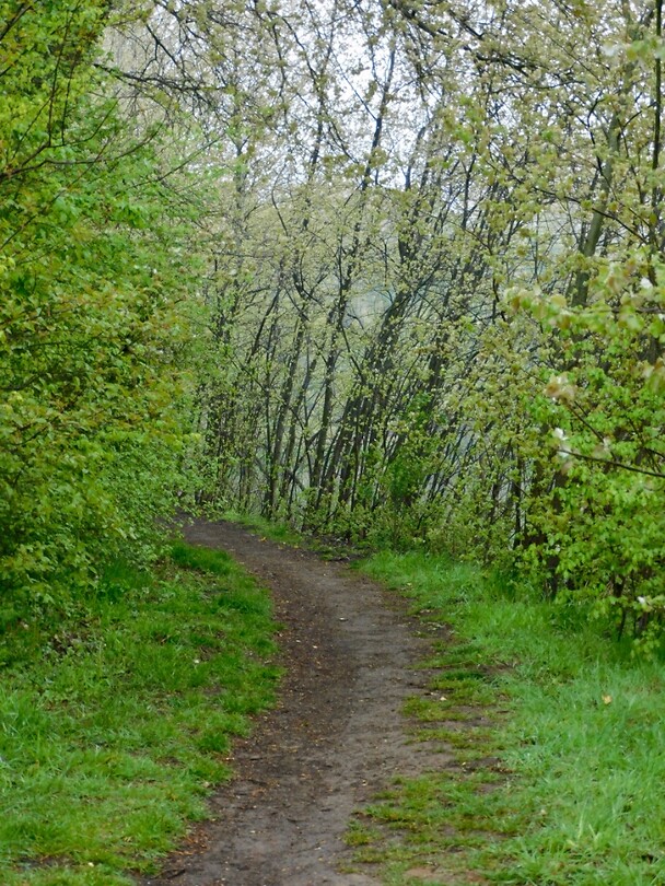 Mooi groen pad langs de oever van de Dommel....
