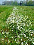 Berm met Akkerhoornbloem.....