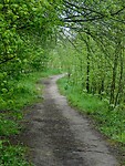Ontluikende bomen....