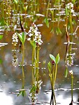 Waterdrieblad....