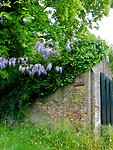 Oude muur met Sering in Berlicum....