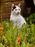 Poes in Berlicum....