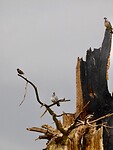 Kunst van de Natuur.....