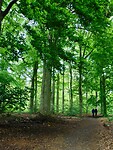 Imposante Beuken op Landgoed De Wamberg......