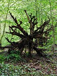 Kunst van de Natuur.....