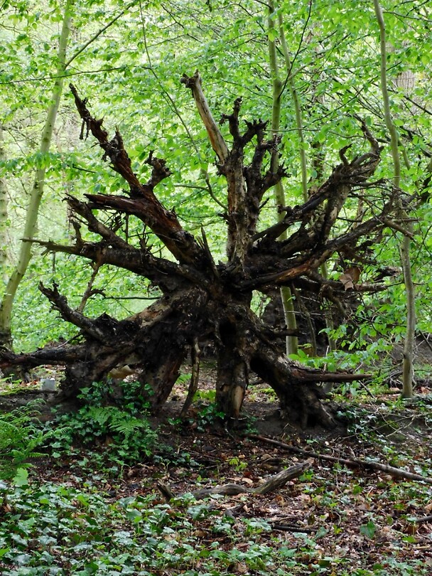Kunst van de Natuur.....
