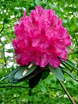 Rhododendron....