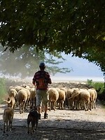 De schapen gaan naar de graslanden van Lake Kerkini….
