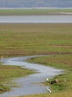 Lake Kerkini…..