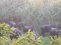 Daar zijn de waterbuffels…..