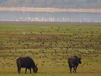 Lake Kerkini…..bij Mandraki.