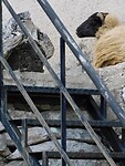 IMG_6148