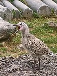 IMG_6161