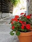 IMG_6169