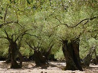 IMG_6252
