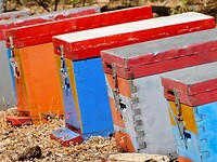 IMG_6256