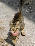 IMG_6262