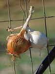 IMG_6380