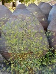 IMG_6382