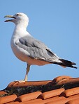 IMG_6394