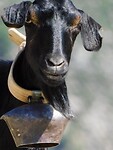 IMG_6496