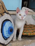IMG_6498