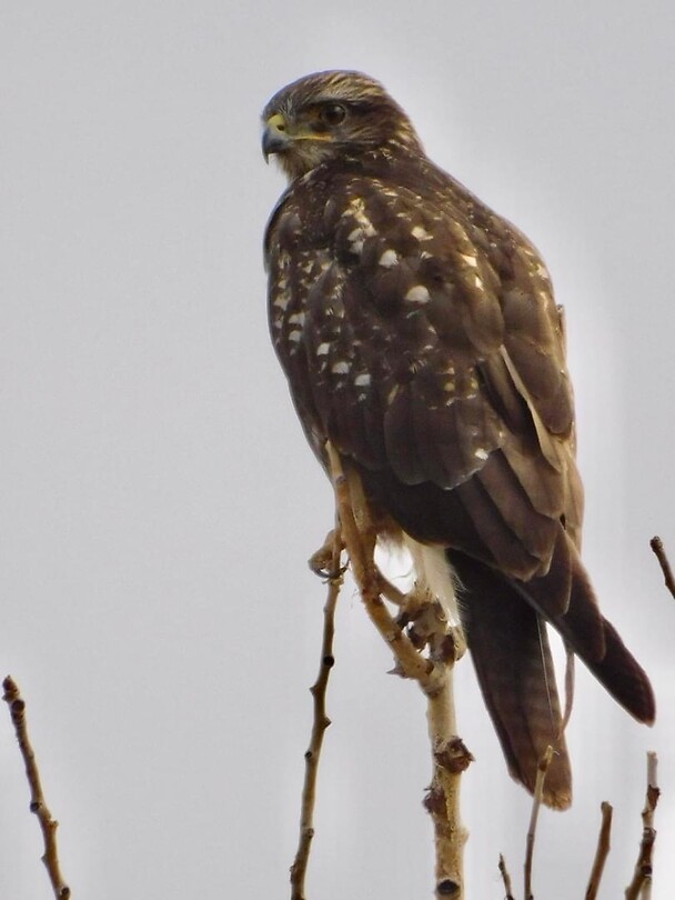 Buizerd…..