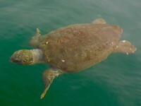 In de haven van Argostoli……Caretta, Caretta……