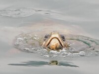 Caretta, Caretta……