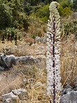 IMG_6641