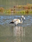 Alleen een eenzame flamingo…..