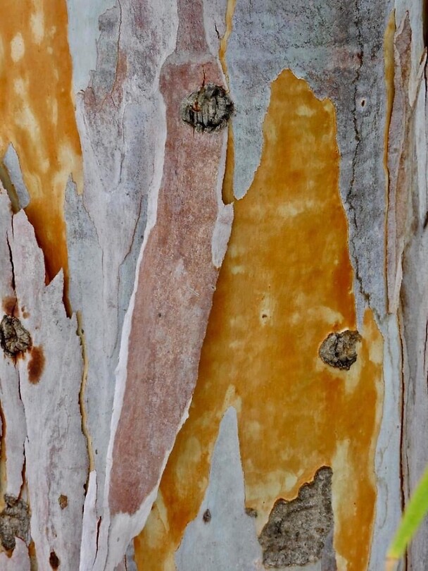 Stam van Eucalyptus…..net een schilderij…..