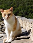 Kastania…..