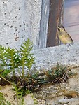 IMG_7224