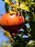 IMG_7233