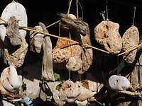 IMG_7303