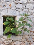 IMG_7306