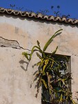 IMG_7547
