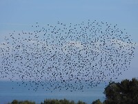 De Dans van de Spreeuwen…..