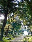 Laan met eikenbomen…..