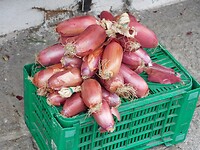 Cipolla Rossa di Tropea…..de beroemde rode uien van Tropea….