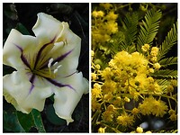 De Mimosa begint overal te bloeien…..
