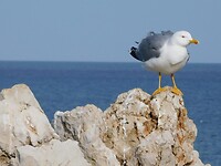RSCN1565