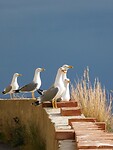 DSCN1601