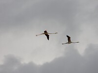 Flamingo’s….