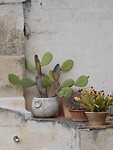 DSCN2794