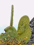 DSCN3004